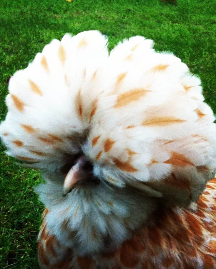 simonpickles's tweet image. The Other Chamois Polish #TOCP #chickenhour #chickensofinstagram