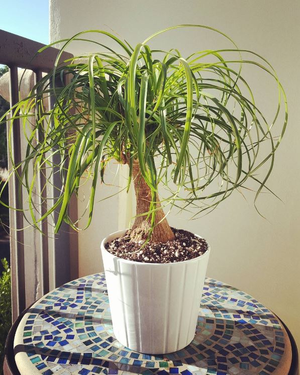 SydganCorp's tweet photo. Soaking up the heat today.

#downtownwinterpark #sydgancorp #apartments #hannibalsquare
#palm #plants #porch https://t.co/ItKH5vJiOl