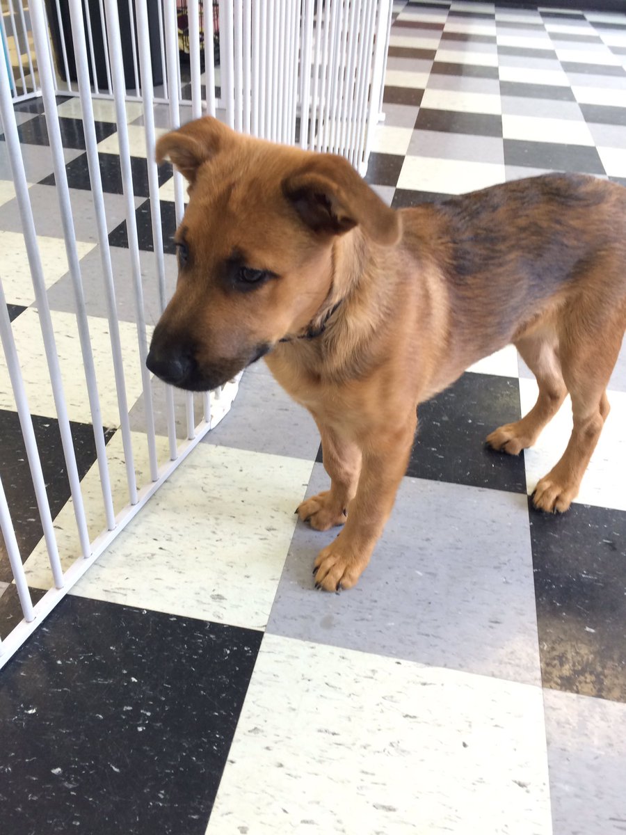 HappyDogsWloo's tweet image. Balto is having a ball on Day 2!!