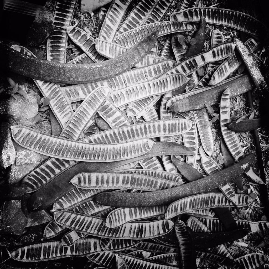 StJohnGuide's tweet photo. island trivia: what's this? #stjohn #usvi #virginislands https://t.co/mpmNDshx52