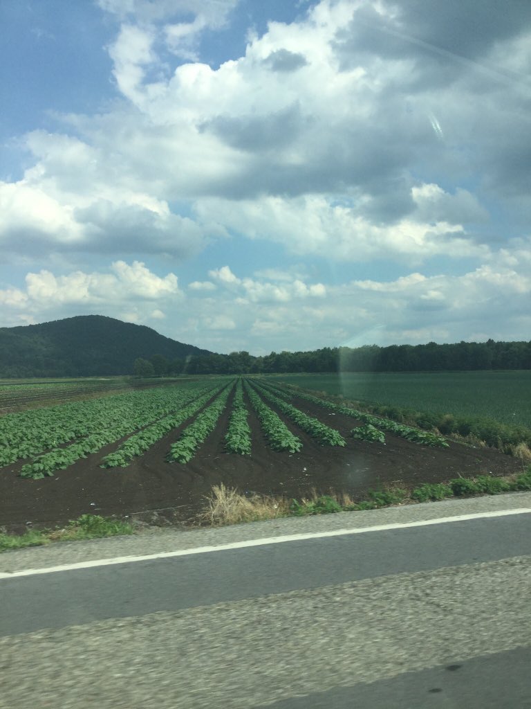 LilSallyScoop's tweet photo. @FlatKidney @HeyScoops if only! No yarn today, #flatkidney got a tour of the black dirt region of Orange County NY! https://t.co/uzhqtGB4Gh
