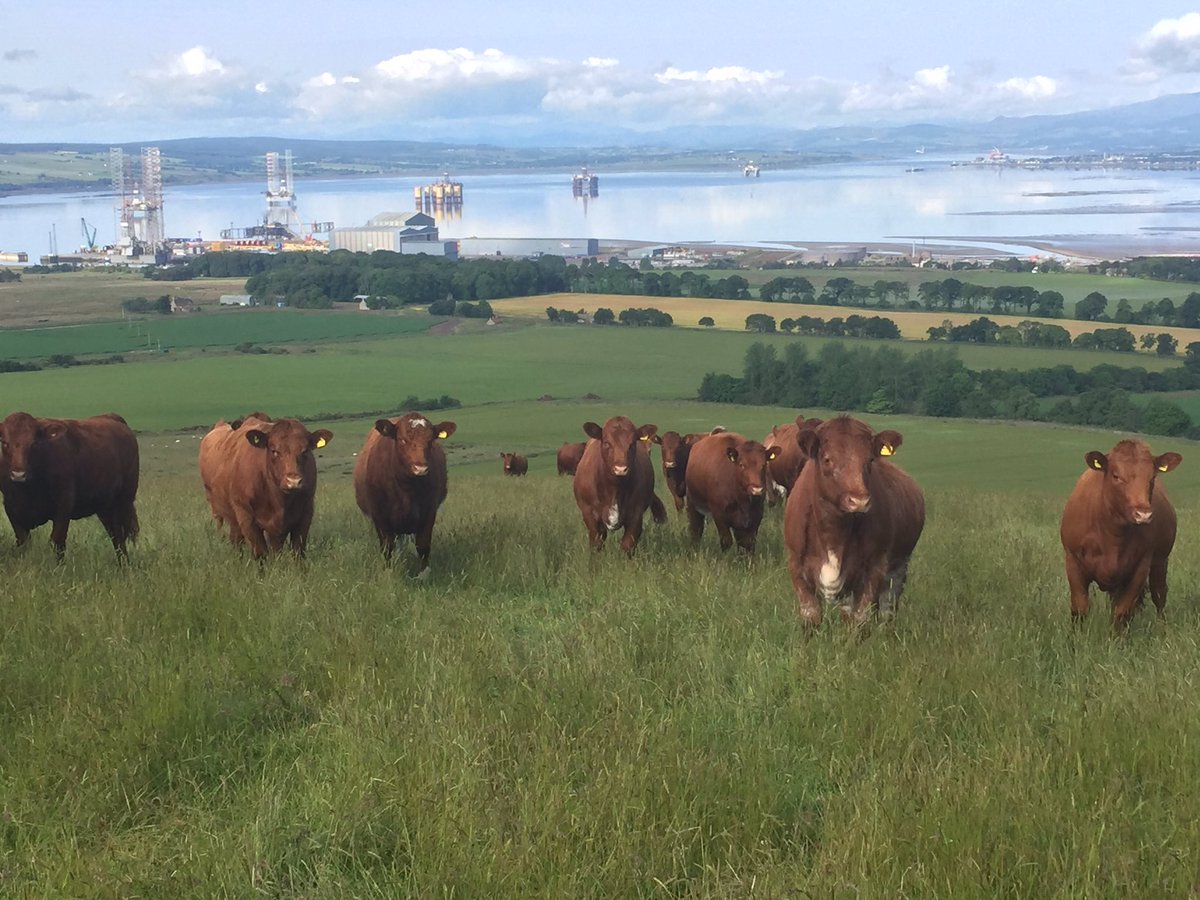 Fearn Farm (@fearnfarm) on Twitter photo <a href="/Luing_Cattle/">Luing_Cattle</a> heifers on the hill this morning with Sutherland Tornado our junior herd sire <a href="/Luing_Cattle/">Luing_Cattle</a> heifers on the hill this morning with Sutherland Tornado our junior herd sire