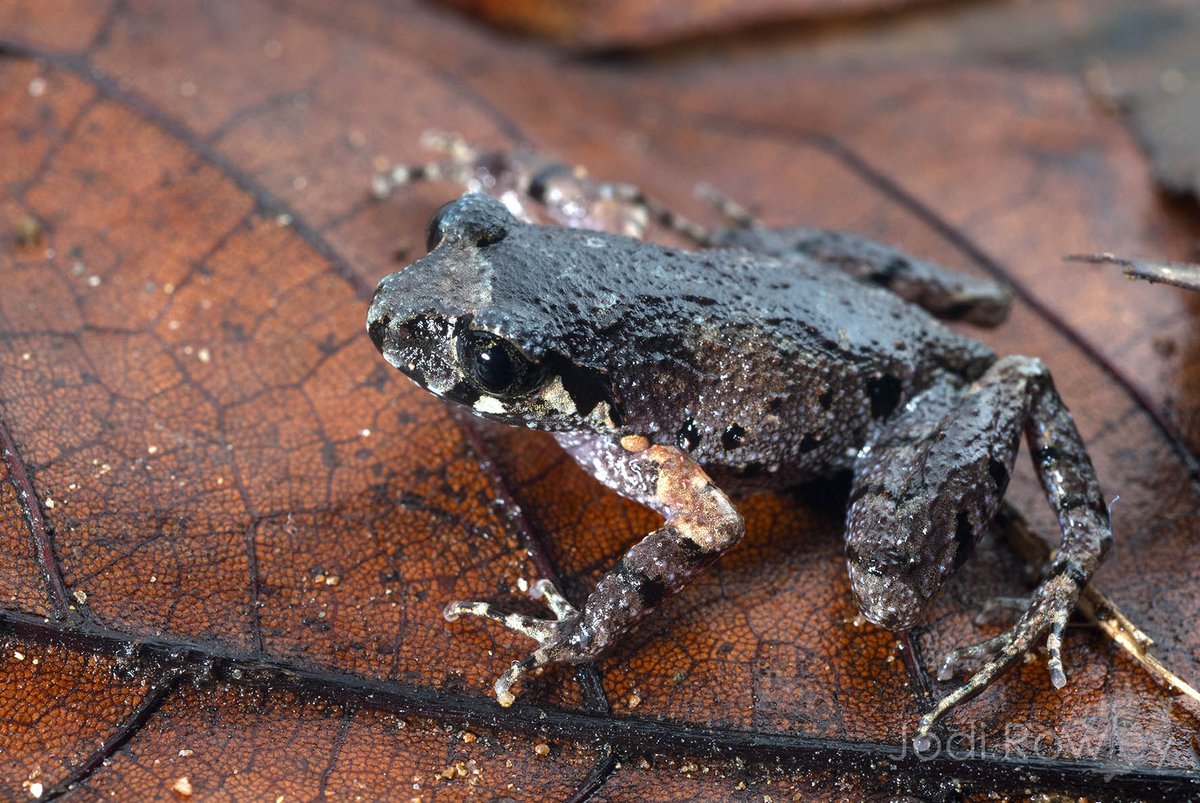 jodirowley's tweet photo. More small brown Asian #frog species than we thought, &amp; they're losing their forests fast. #JMIH16 #abstractasatweet https://t.co/4WkTAv5VNJ