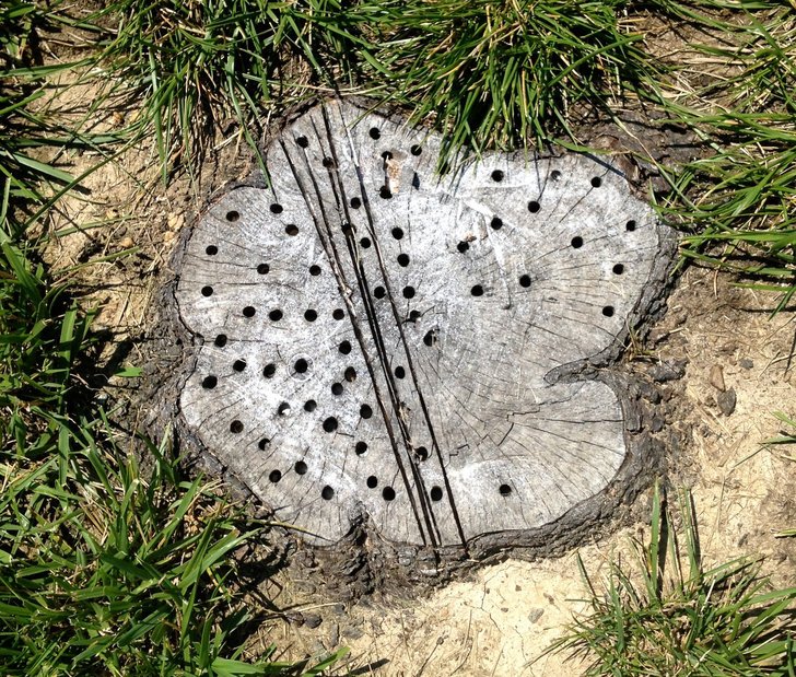 Here's how to remove a #tree stump with epsom salt - find out here: ow.ly/TY0I301ZCQF  #treecare #gogreen