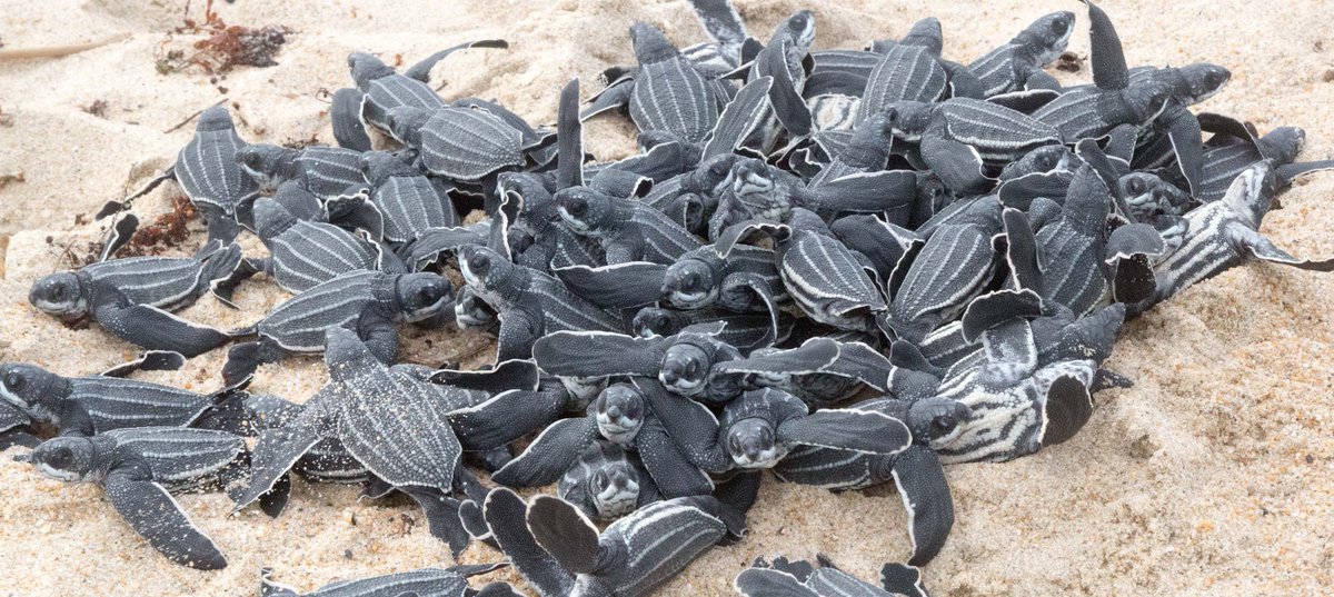 ltgreen4nature's tweet photo. #TrinidadAndTobago #Nature RT @MarkJSmithonMSN "Turtle hatching time #Trinidad largely a success... https://t.co/LRkKAVlJhd"