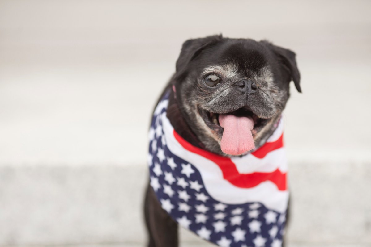 Bonfire's tweet photo. Mildred may have lost her eye, but she gained a running mate! https://t.co/uFeBVKgJGa #mildred2016 🇺🇸 @oldfriendssds https://t.co/x8zYC1Iu1q