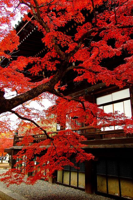 iwillvisitjapan's tweet photo. Beautiful autumn colors in Shinnyo-do, Kyoto, Japan https://t.co/kXIGxMrHSg