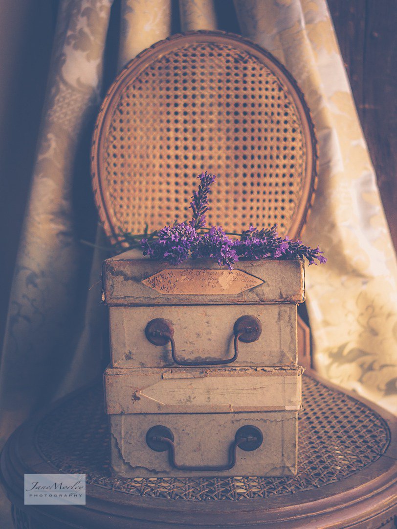 FrenchHillside's tweet photo. Wordless Wednesday – French Lavender https://t.co/P9ciE2eGhL https://t.co/cStuE2GxlA