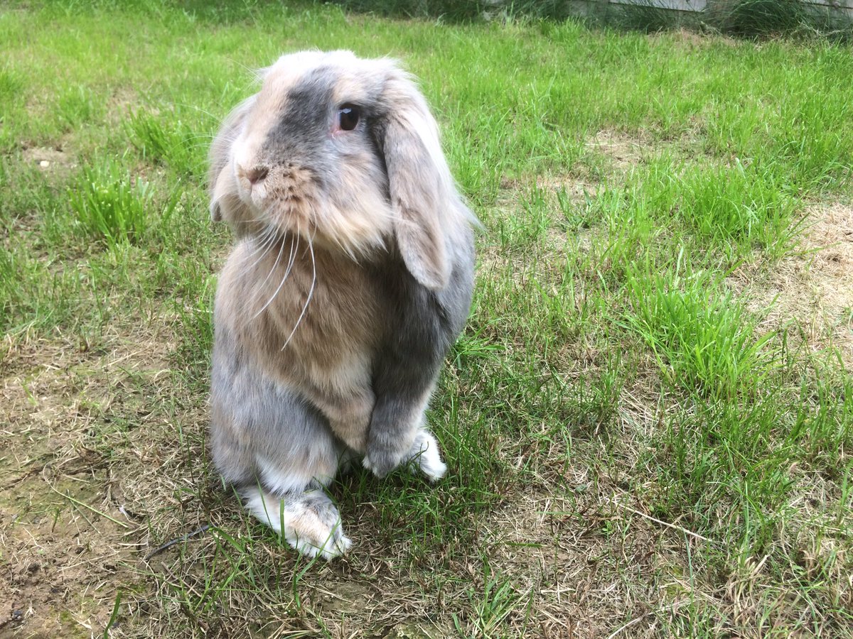 Bunny_opia's tweet photo. @GarethBale11 Never mind, here's a cute bunny rabbit #WALPOR #commiserationrabbit https://t.co/YdFHNKz3VP