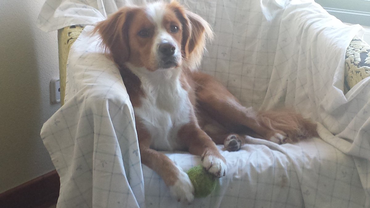 BeTICconsult's tweet photo. mi perro fiel amigo!! atento tb a mi trabajo!!. @HumanasSO @SearaMonica y @xavimtnez https://t.co/RS3qHaRP9X