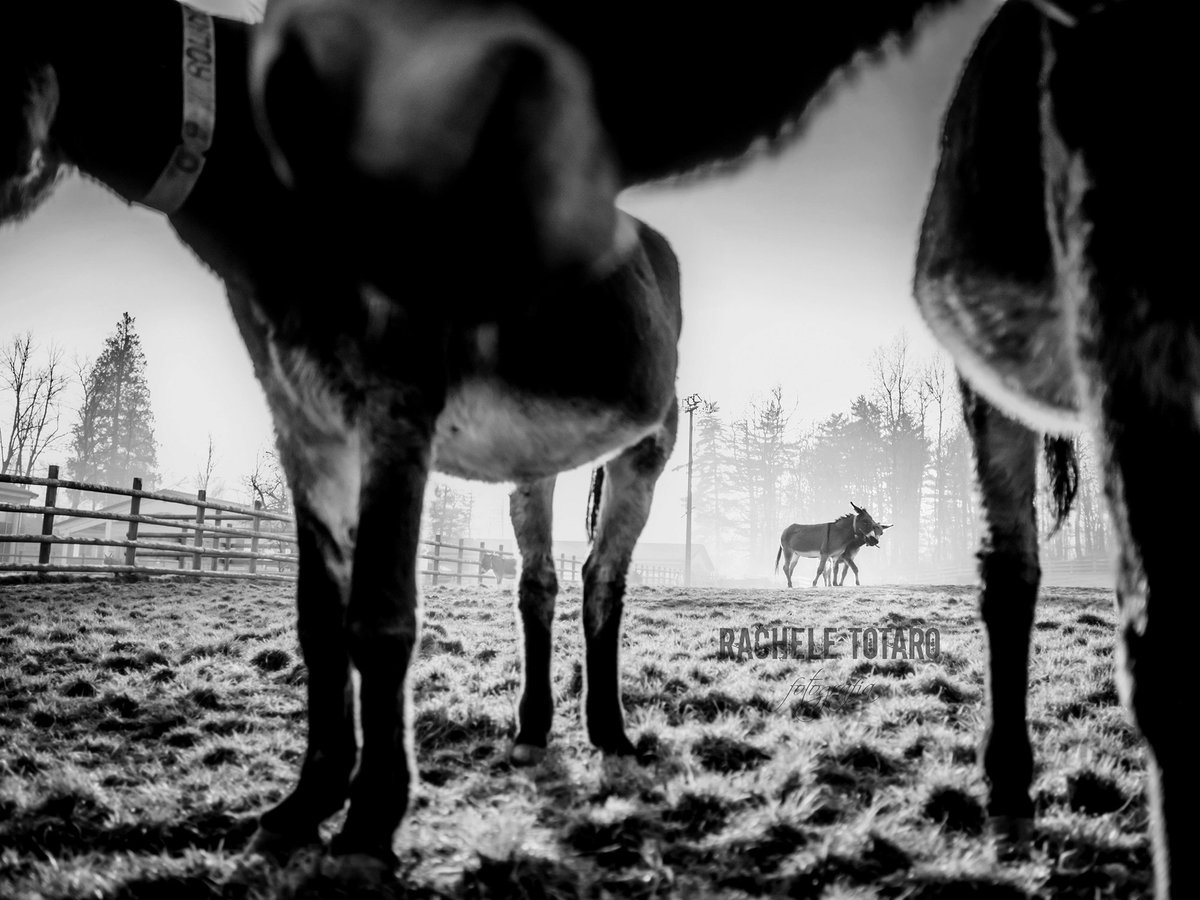 roseinthedark's tweet photo. At dusk #donkeypic taken @RifugioAsinelli with @getolympus OM-D EM-10 + 17 1.8 @DonkeySanctuary @BhamDonkeys https://t.co/ub2ZLFcOs8