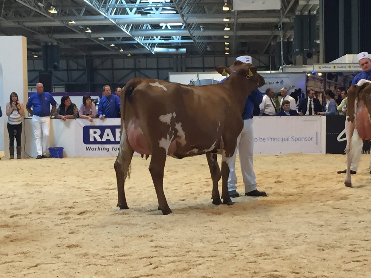 Delighted to win reserve interbreed heifer @LivestockEvent with Halmyre Urr Louise 297, a HU Lieutenant daughter.