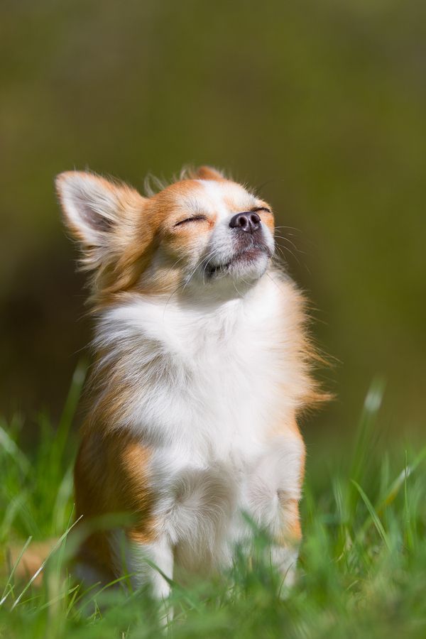 DoseofAnimals's tweet photo. BASK in my puppy glory! https://t.co/N0tPKyAqWs