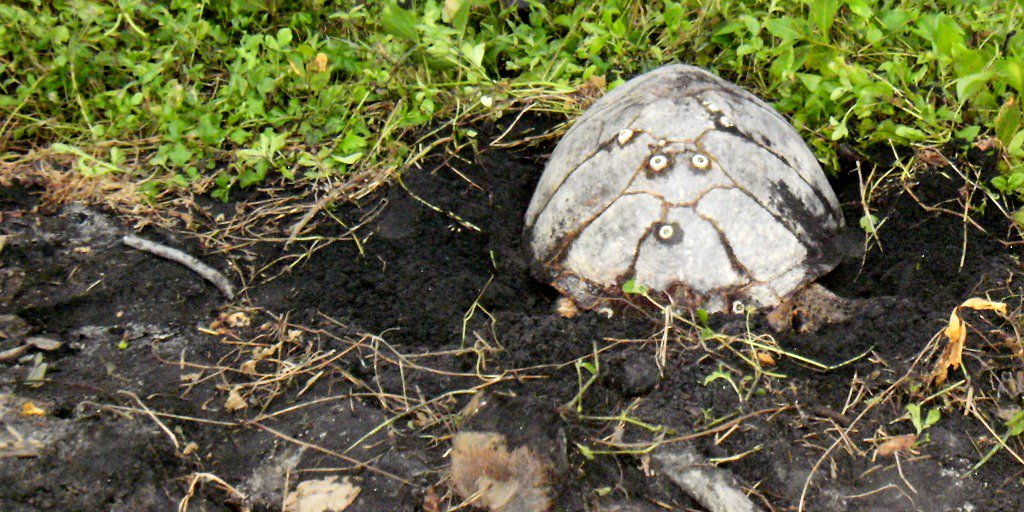 Ecochickie's tweet image. RT @Rosalie_Bay: #Hawksbill turtles go farther up the beach than #leatherbacks to lay eggs, so they don't get moved.