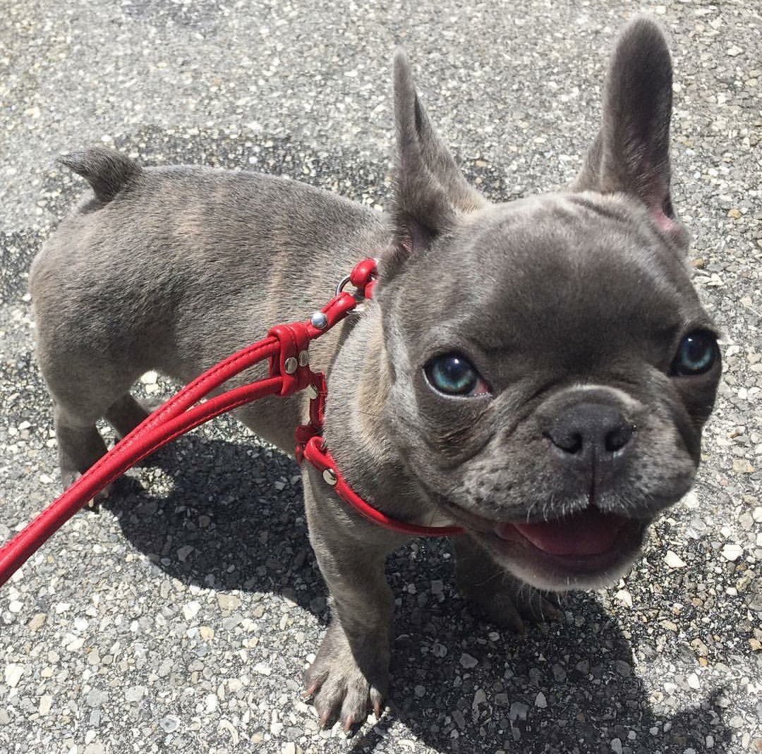 amorousanimals's tweet photo. this dog looks like stitch😂😍 https://t.co/Di3GYl666y