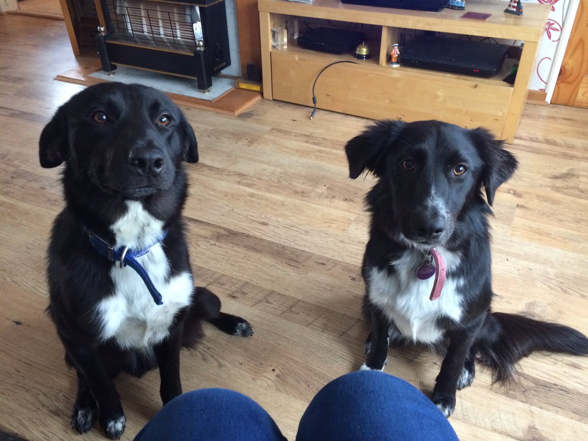 Guard_babe_2's tweet photo. They so cute ❤️❤️❤️🐶🐶🐶 #labradorcolliecross #fluffballs https://t.co/s9ALdZVnzZ
