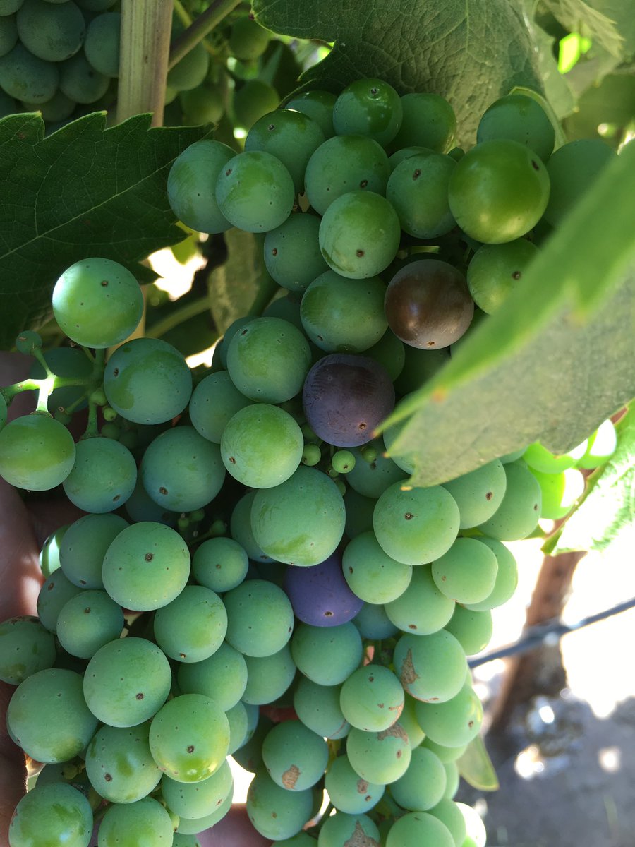 Rob_CHWinemaker's tweet photo. Grape ripening in California is right on schedule.  @CHWinery Zinfandel is starting to change color. https://t.co/Mrzrj3tw1h