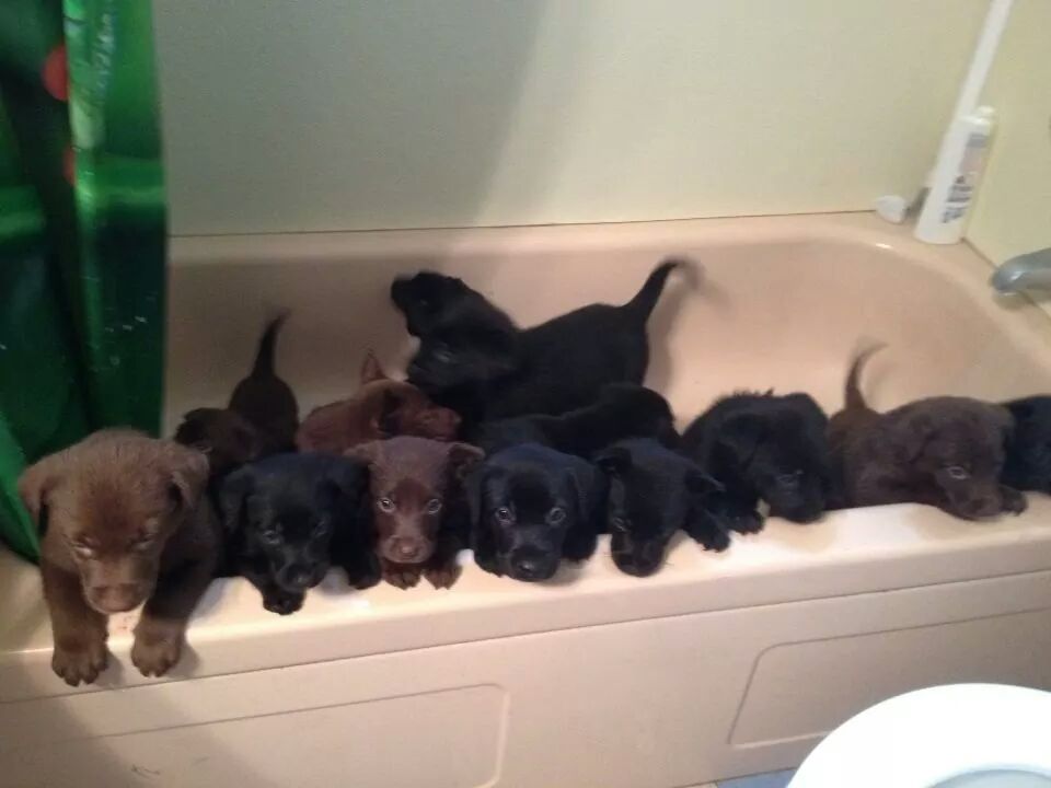 BabyAnimalsPicz's tweet photo. My friend’s dog had 14 puppies. This is how they’re kept out of trouble while she cleans the house https://t.co/tHwpiPb1lJ