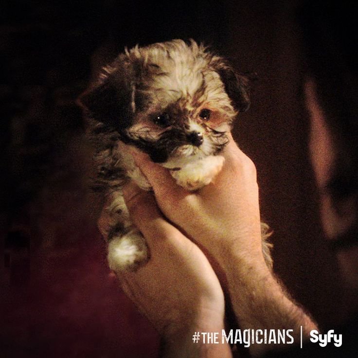 Gerald. (Cancer pup) (@magiccanerpuppy) on Twitter photo 