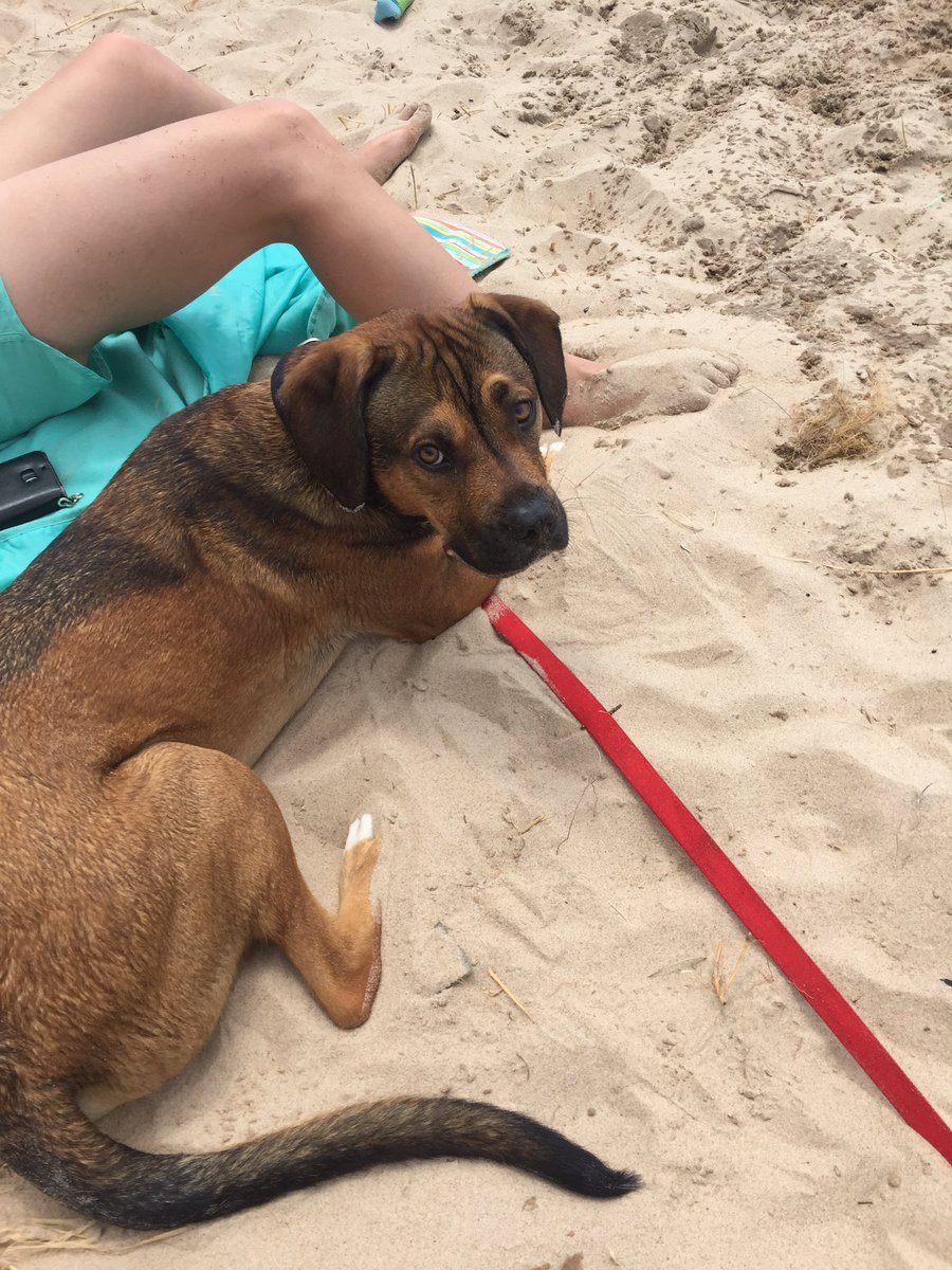 cpearson1313's tweet photo. Beach day... This pup isn't amused by the waves https://t.co/AFJbNrpMQm