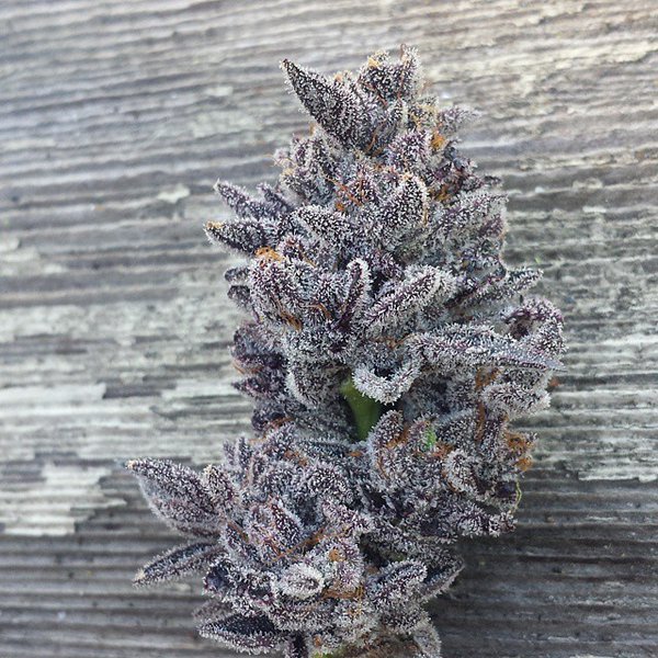 NikkiONtheOcean's tweet photo. Delicious #BUD #purple #TheBomb #Dablicious #dab @HIGH_TIMES_Mag @420 @AuntieDolores @MyWeedSeedsNo1 @MarijuanaPosts https://t.co/kHQCTUsZtP