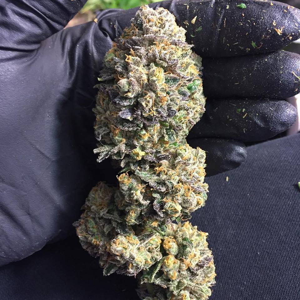 NikkiONtheOcean's tweet photo. Delicious #BUD #purple #TheBomb #Dablicious #dab @HIGH_TIMES_Mag @420 @AuntieDolores @MyWeedSeedsNo1 @MarijuanaPosts https://t.co/kHQCTUsZtP