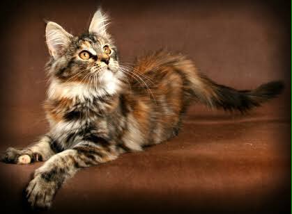 FormerDuchess's tweet image. New account everyone!

🌾 OC
🌾Multiverse
🌾 #CatsRP
🌾#OpenRP 
🌾Detailed

👑 Teenager
👑 Asexual
👑 Female