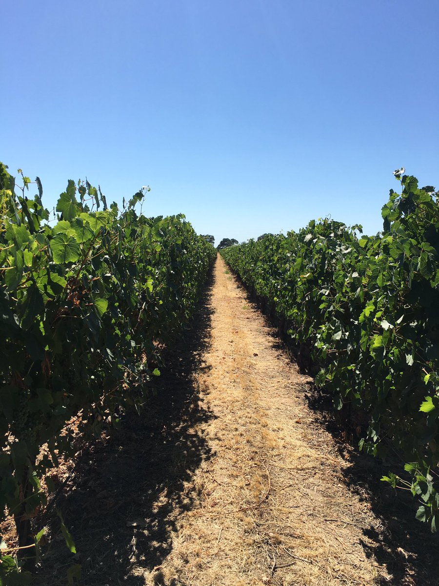 Rob_CHWinemaker's tweet photo. Perfectly manicured Barbera vineyard at one of our awesome @CHWinery vineyard partners in CA! https://t.co/tmss4HCji0