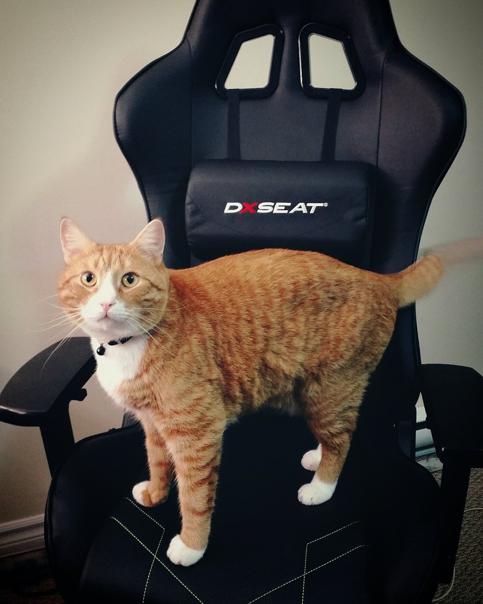 LadyTyto's tweet photo. Workspace got upgraded by my former employer!Wrex approves!
#OxyWrex #DXSeat #Xbox #Razer #HyperX #hitbox #Workspace https://t.co/75BrEvDcRQ