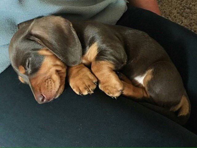 blogously's tweet photo. Β‘Bonita noche amigos! π€π΄π΄ #perrito #adormir #AdoptaNoCompres #pet #petlover #blogously #salchichita ππ https://t.co/qxJKNqxTX1