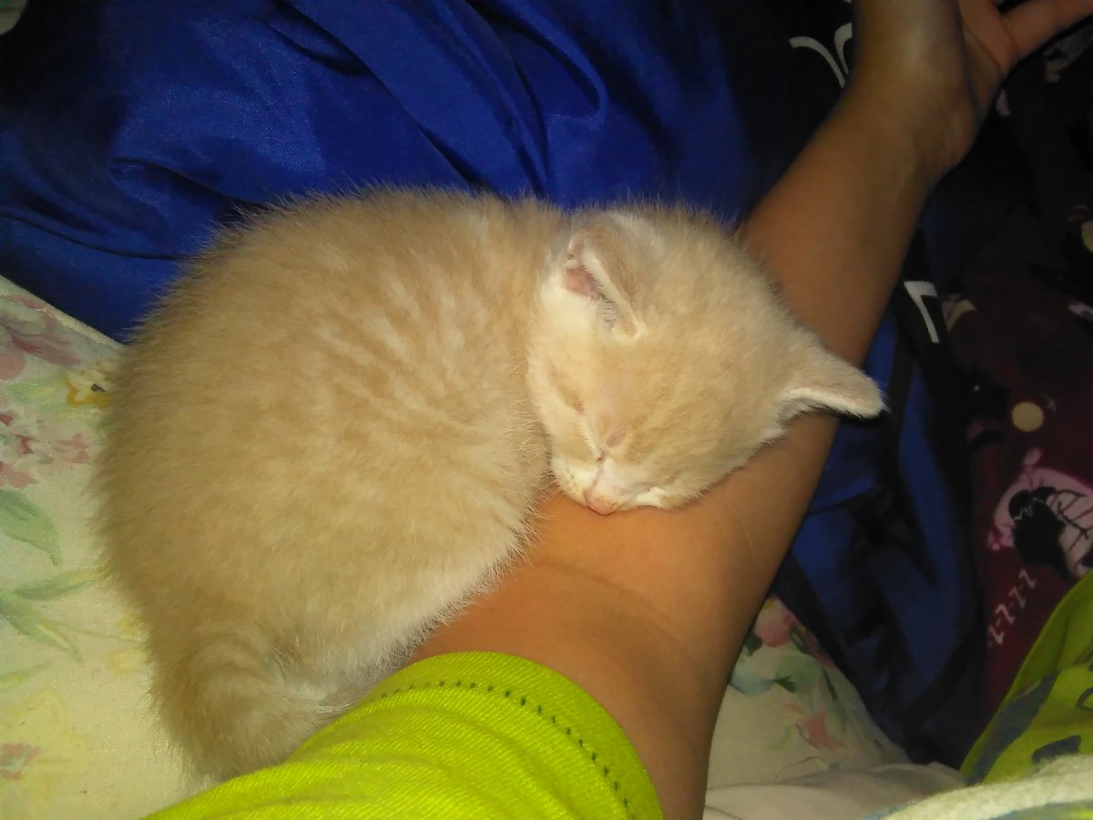Surviving_RP's tweet photo. @BLACKSHIRTPHIL kitten hehe https://t.co/R5GCGCfDcK