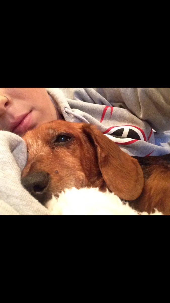 Bailee_Karst's tweet photo. I hope my baby is in heaven eating triscuits and turkey....rest easy brownie https://t.co/PM8m11Yqah