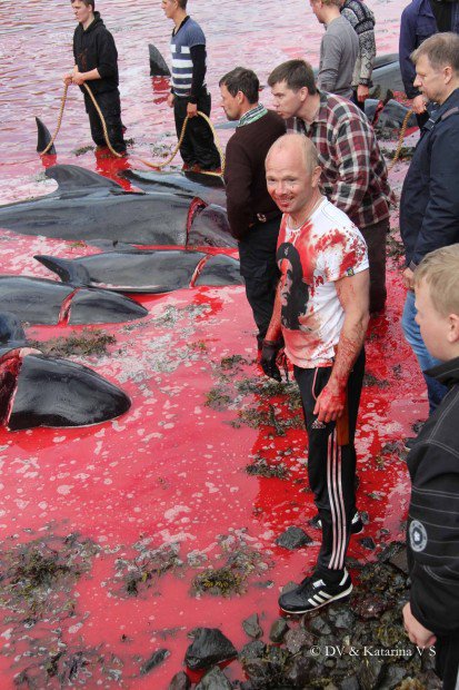 seashepherd's tweet image. #UPDATE: Blood spills on to the #FaroeIslands in the first pilot whale slaughter of the year bit.ly/29j3TZM