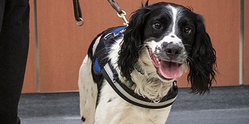 people's tweet photo. Canadian hospital welcomes first dog trained to detect superbugs https://t.co/MY7nPzeW4E https://t.co/XbkKUY6GMh