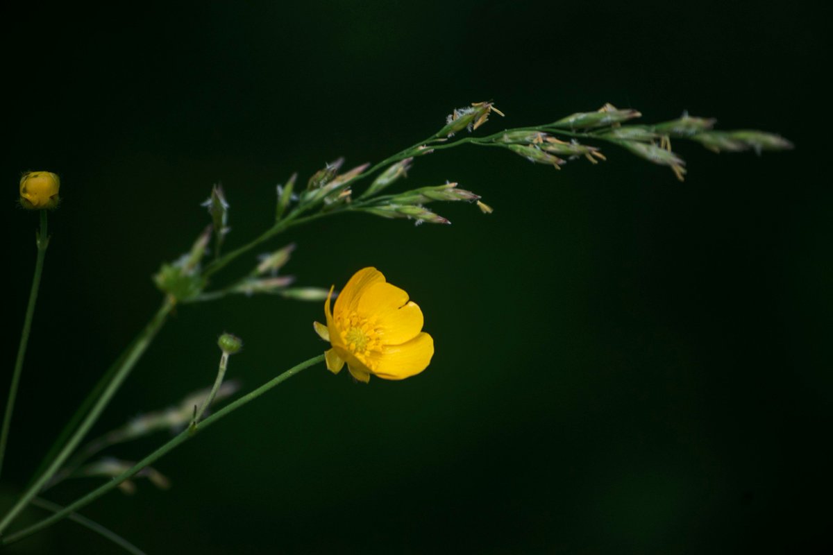 Beebewitz's tweet image. A sprig of grass
and a lonely buttercup 
are good company
fineartamerica.com/featured/sweet…