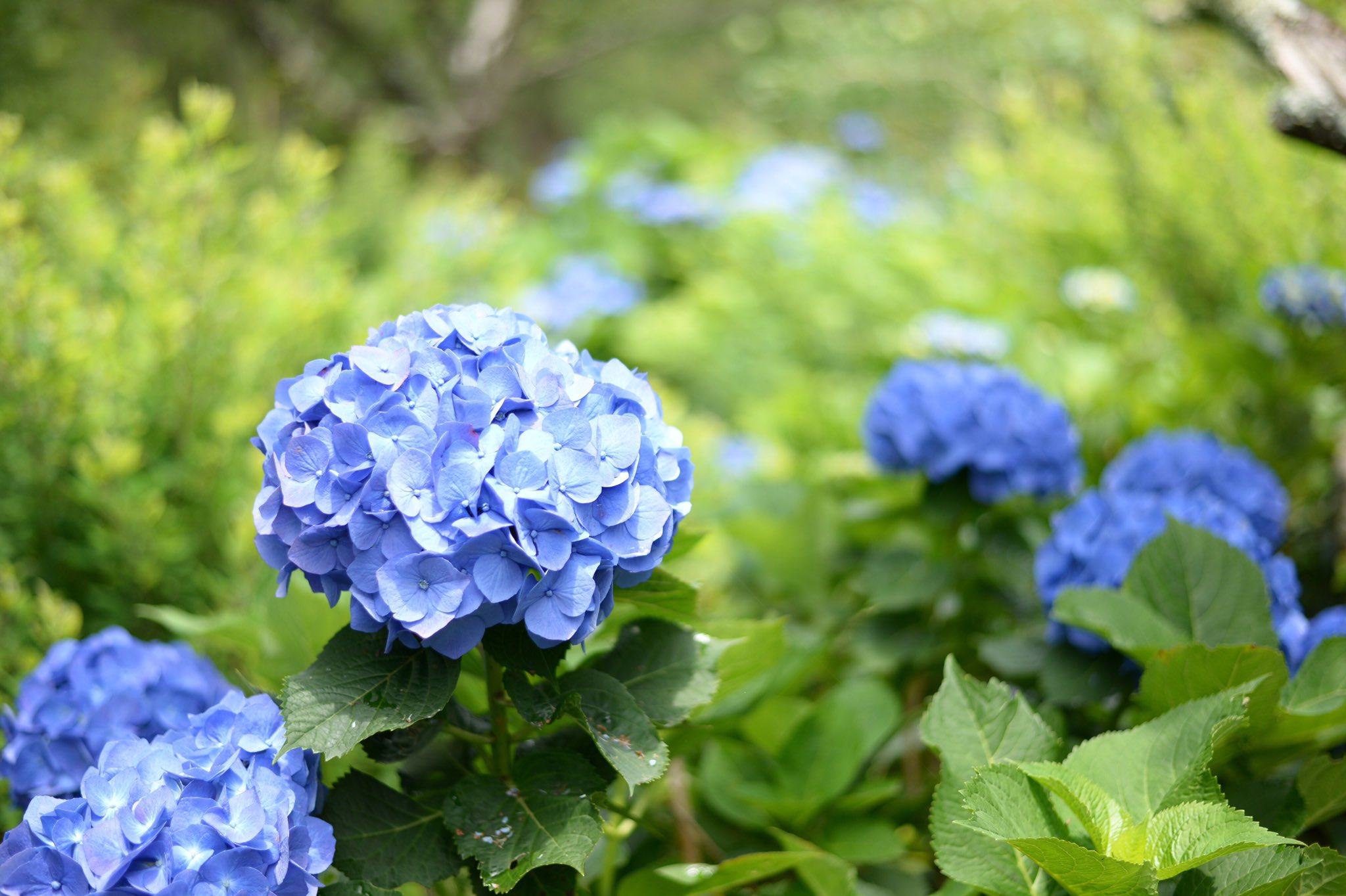ニコン元気 紫陽花 花野辺の里 勝浦市 T Co Kotxtmmjtv Twitter