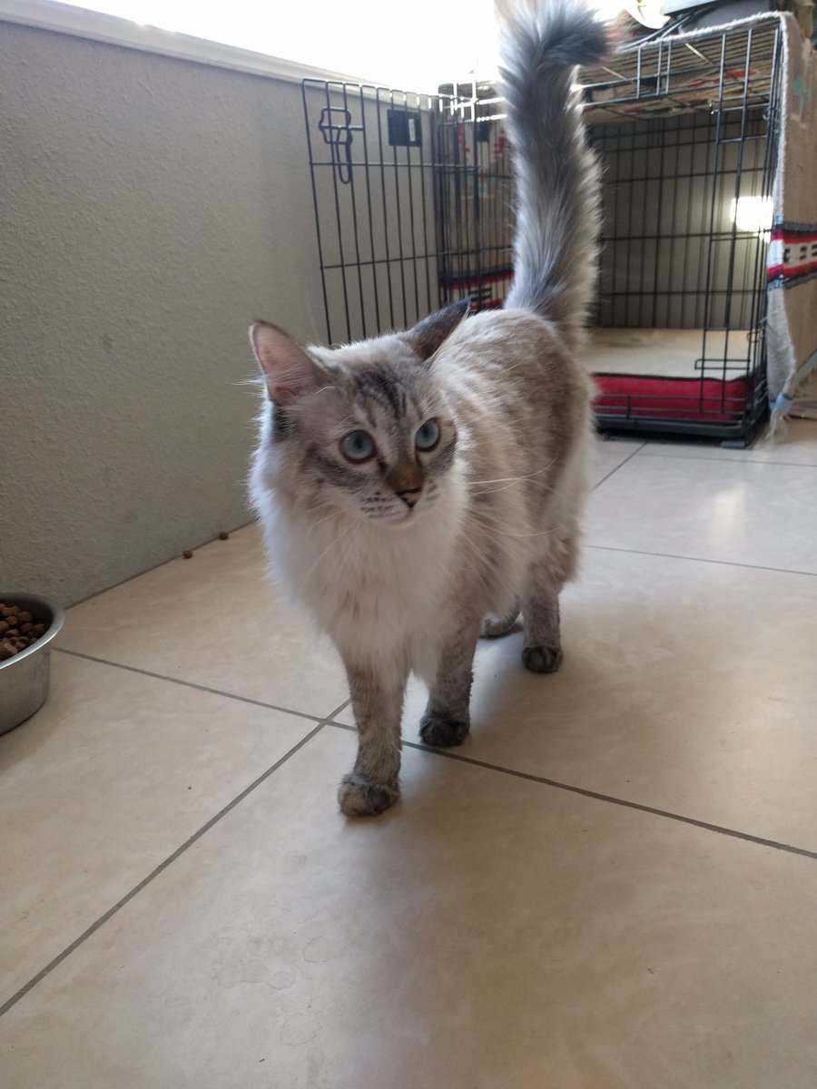 _Lexi_Lu_'s tweet photo. One of my furry loves 😍 #kittylove #blueeyes #dustycat https://t.co/SFQb14VDN8