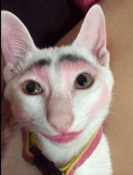 OStrutynska's tweet photo. "My owner's an #idiot" https://t.co/yhjHB86zfu