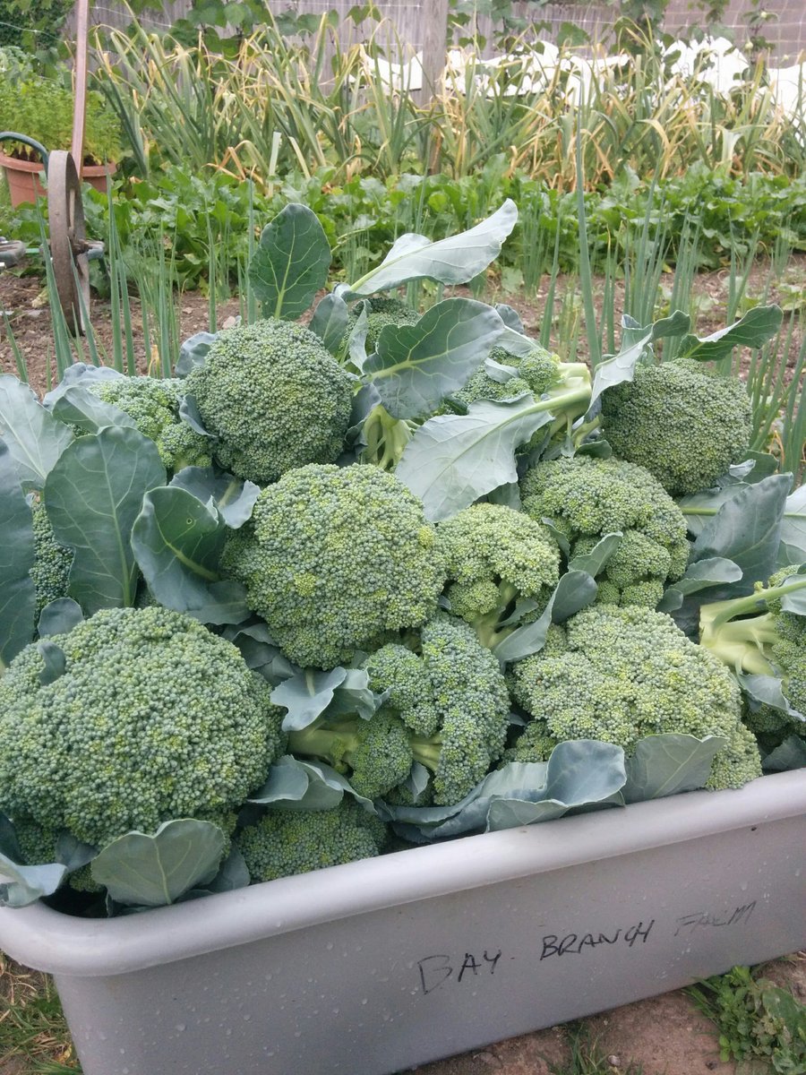 #broccoli headed to market this weekend! #baybranchfarm