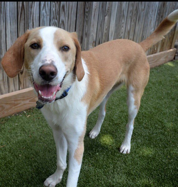 jaymill's tweet image. Happy first birthday to our @lostdogrescue puppy, Charlie (Canberra)! Here's to many more!