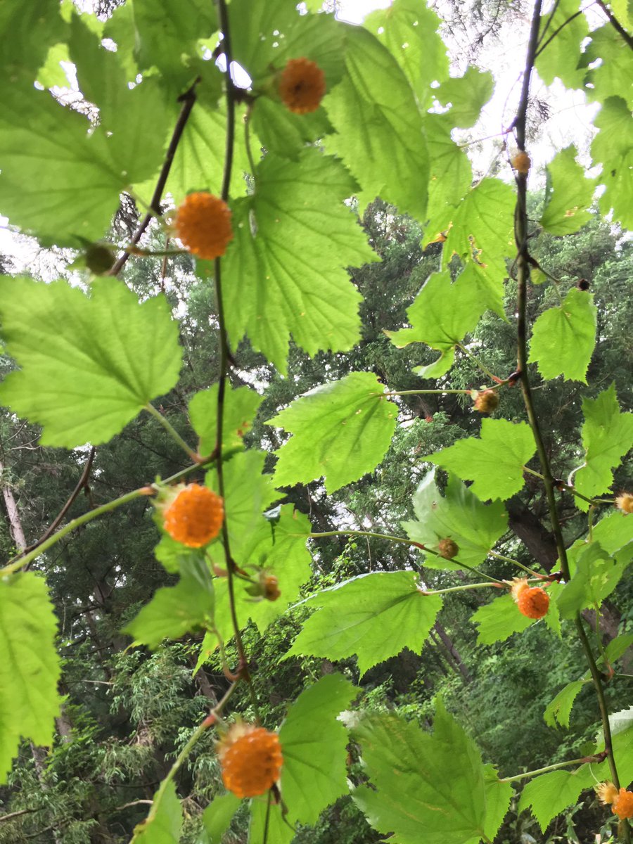 こみくママ様 Sur Twitter 木苺 ｶｼﾞｲﾁｺﾞ バラ科キイチゴ属 オレンジ色のつぶつぶの球形の実がﾋﾞｯｼﾘなっていました 可愛いらしく美味しそうな黄色い実をパクリ ŏڡ S あまづっぱーい味