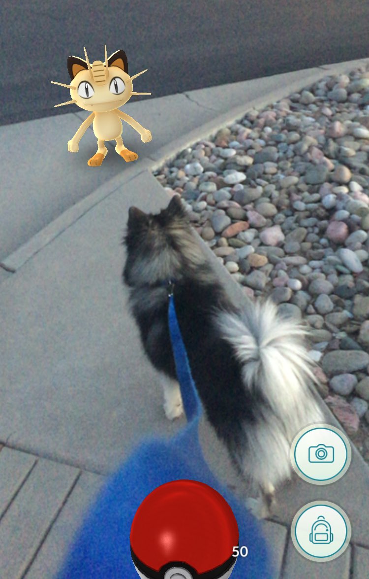 This cat just ran up to me while I was walking my dog and scratched her! Be careful walking your pets at night guys