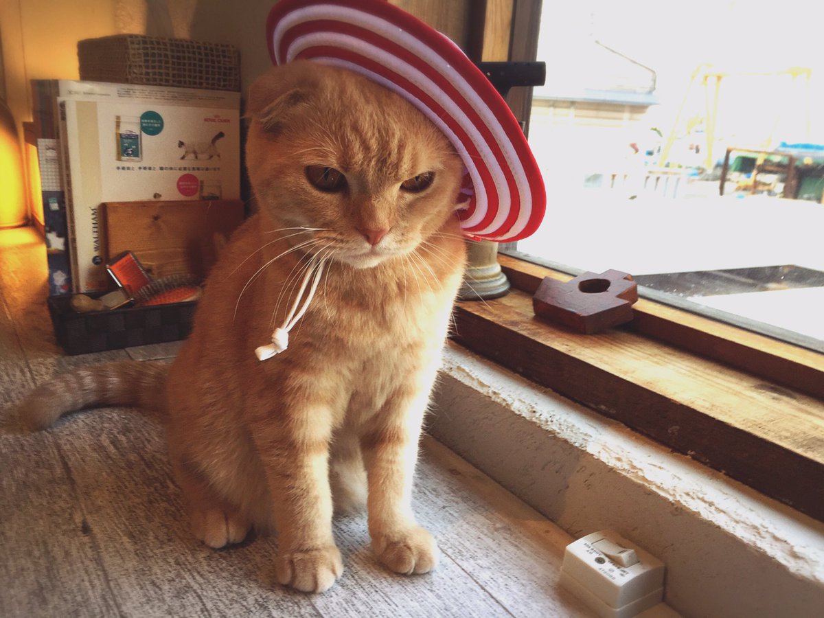 猫カフェ 美猫 完全予約制 てんちゃんに夏が来ました 幼稚園生みたい ニヒ 最初はイヤイヤ W してたけど 最後の方は様になって来て ドヤ顔頂きました 猫カフェ 美猫 完全予約制 てんちゃんに夏が来ました 幼稚園生みたい ニヒ 最初はイヤイヤ W してたけど 最後の方は様になって来て ドヤ顔頂きました