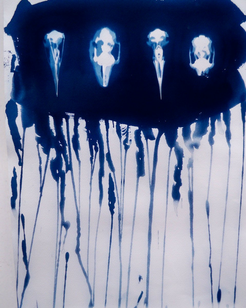 My Cyanotype print of sea birds skulls
