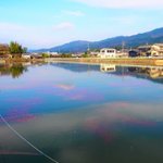 まさに自然が作りあげた美…奈良県にある金魚のいる池が幻想的すぎる!