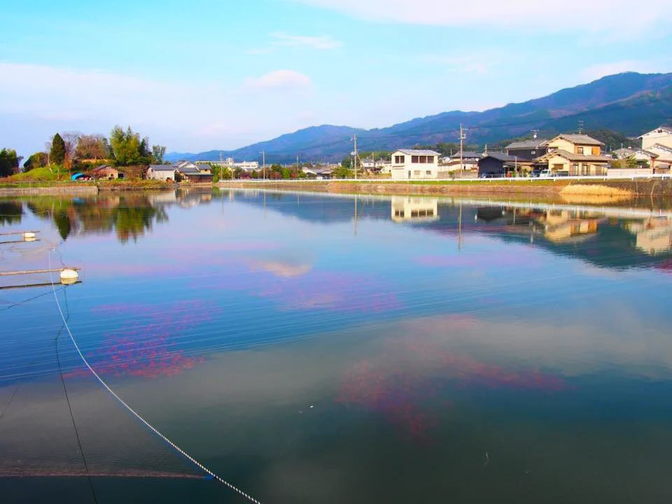 まさに自然が作りあげた美…奈良県にある金魚のいる池が幻想的すぎる！