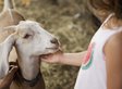 AllDogs__'s tweet photo. #new Goats May Have Better Communication Skills Than We Give Them Credit For https://t.co/bEnYlejax0 https://t.co/K0qHh1p0Cm