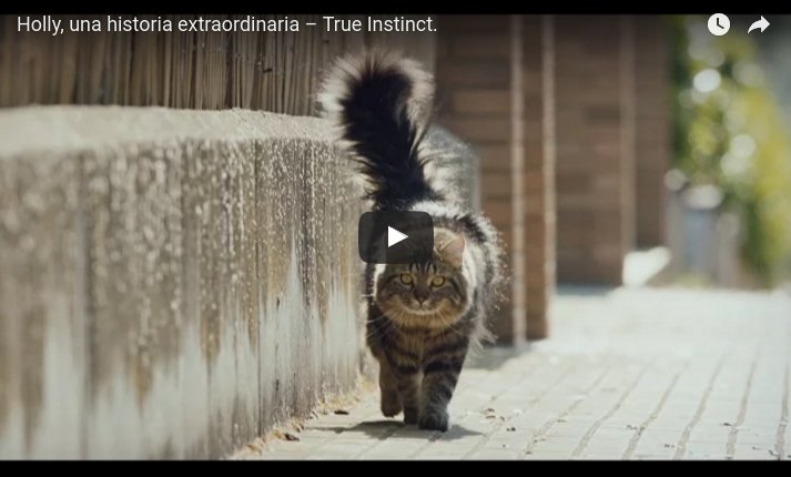 Historias reales de #perros y #gatos extraordinarios gracias a su naturaleza instintiva: goo.gl/EgezfQ