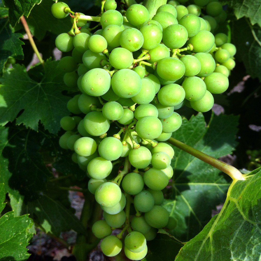 "Our Red Grenache 2016", July, Summer, sun and hot weather, Cellers de Scala Dei, Escaladei, El Priorat.