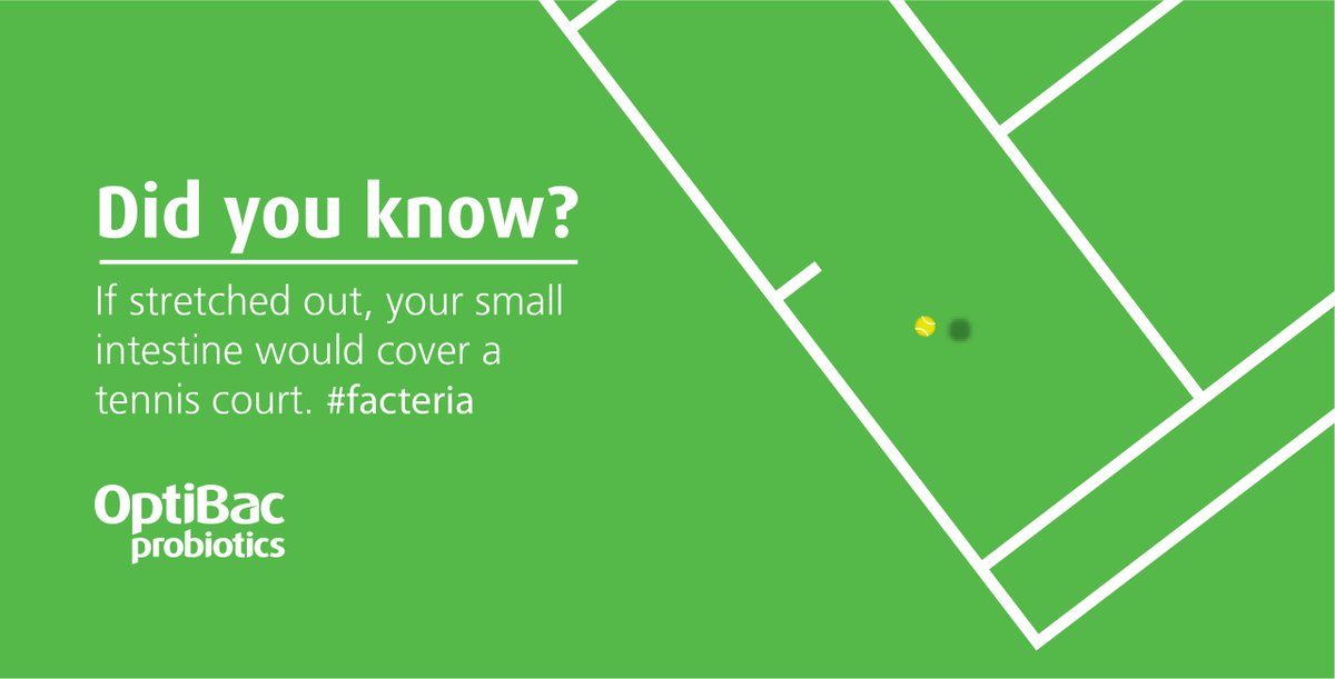 OptiBac's tweet photo. #Facteria: When stretched out your small intestine would cover a tennis court. More gross or fascinating? #Wimbledon https://t.co/wCATxVseRO